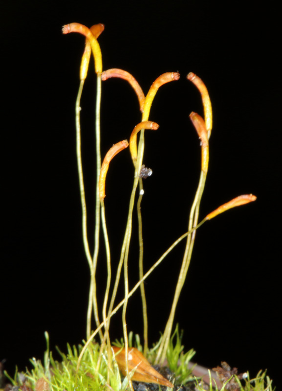 Trematodon ambiguus